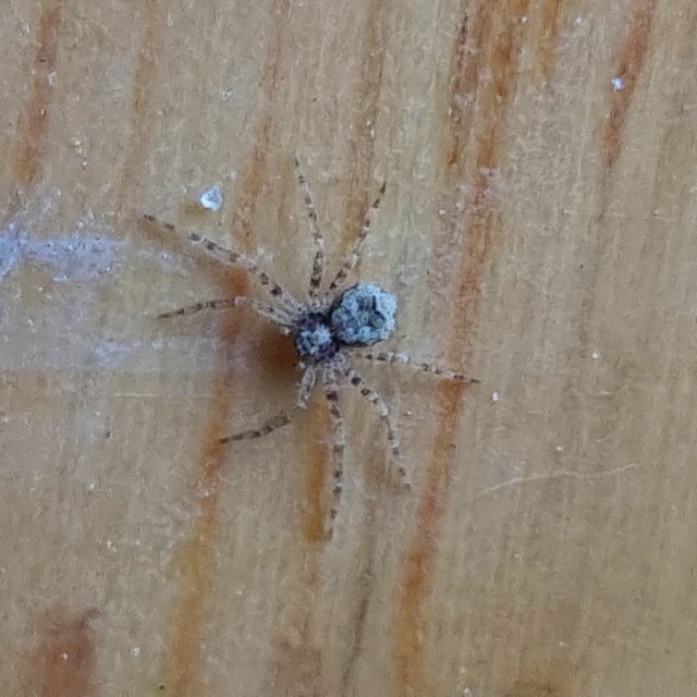 Philodromus