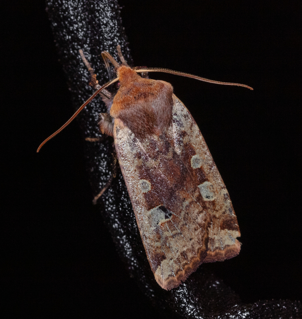 Conistra erythrocephala - vörösfejű őszibagoly