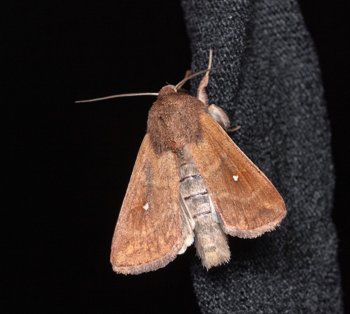 Mythimna albipuncta - fehérpettyes rétibagoly