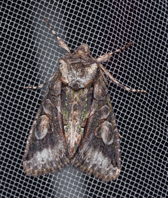 Allophyes oxyacanthae - galagonyabagoly