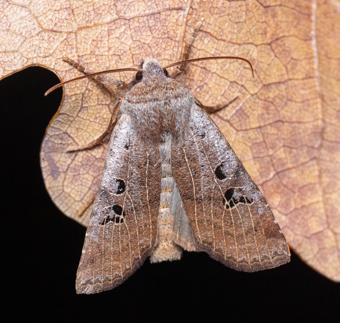 Conistra rubiginosa - szürke télibagoly