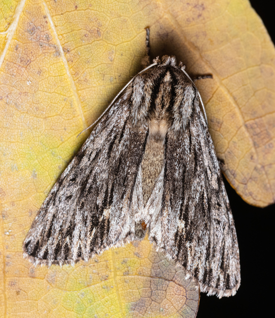 Asteroscopus sphinx - csillagnéző bundásbagoly