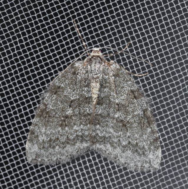 Epirrita christyi/dilutata