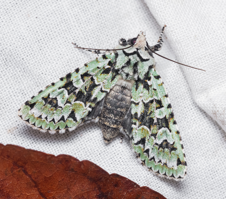 Griposia aprilina - őszi zöldbagoly