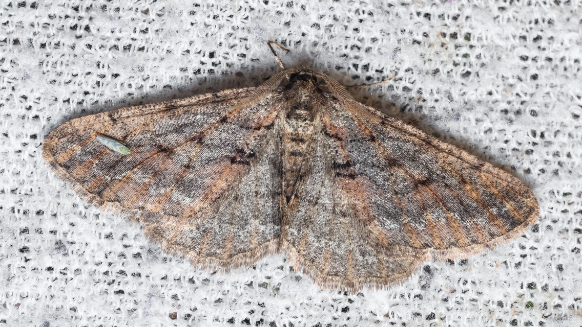 Agriopis bajaria - kökény-téliaraszoló