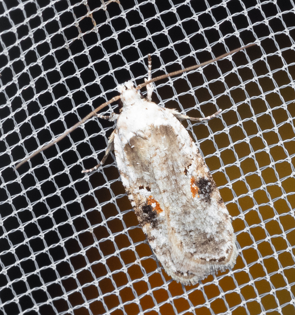 Agonopterix alstromeriana - bürök-laposmoly
