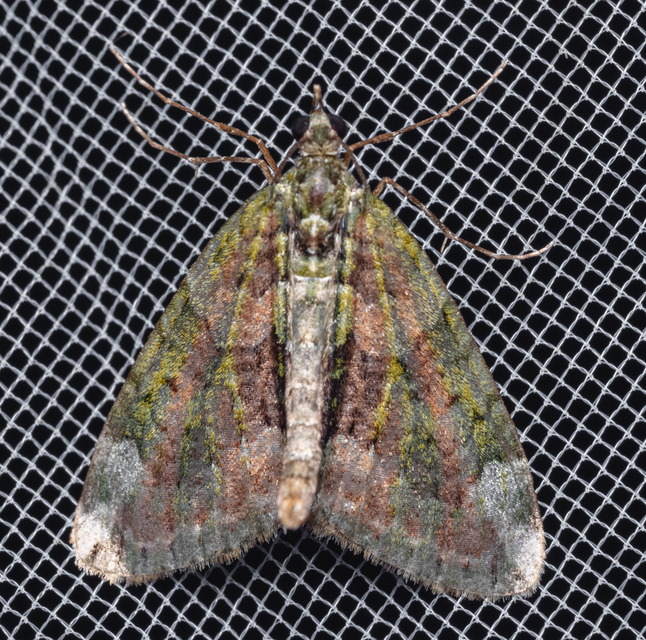 Chloroclysta siterata - salátazöld araszoló
