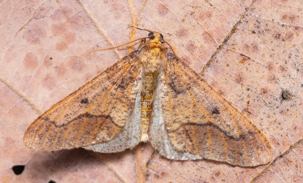 Erannis defoliaria - nagy téliaraszoló