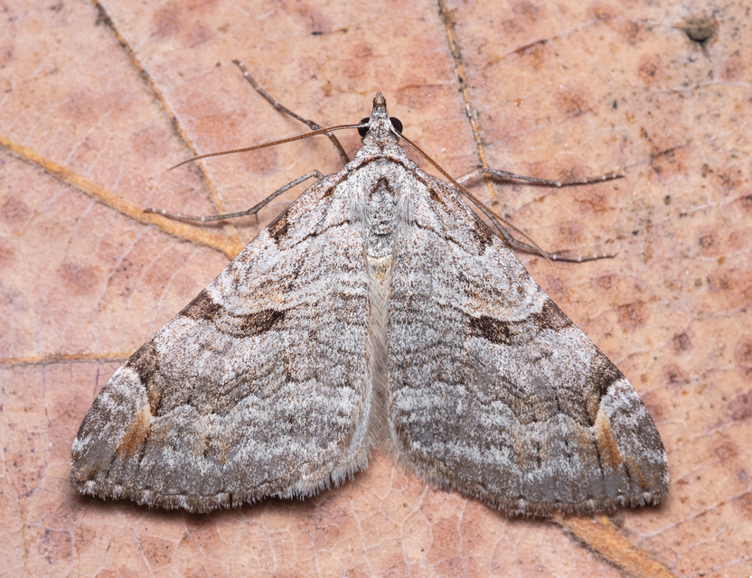 Aplocera plagiata - szürke csíkosaraszoló