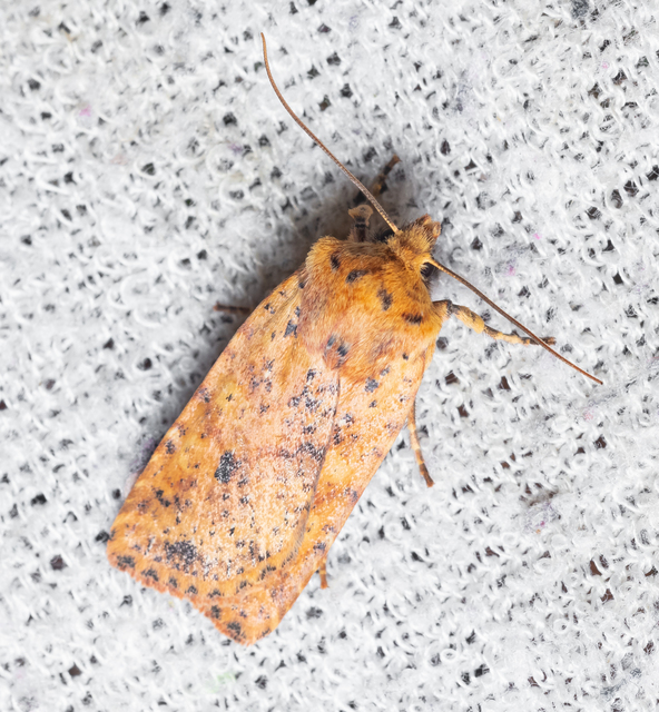 Conistra rubiginea - vörös őszibagoly