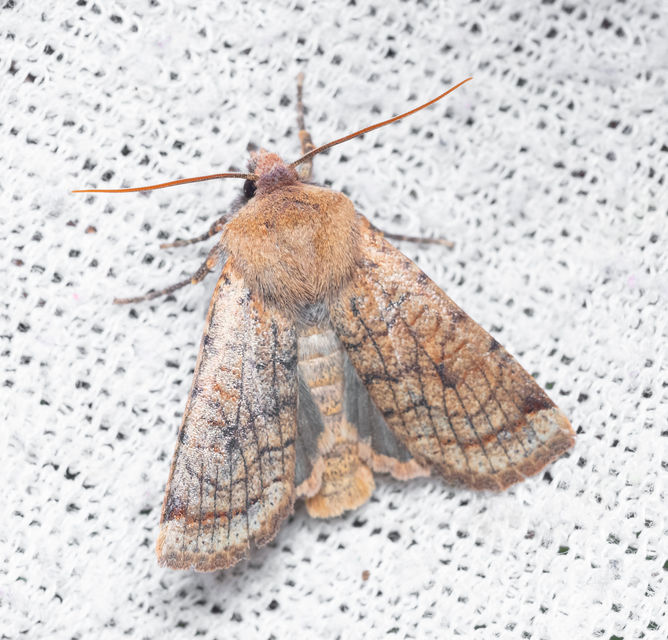 Conistra veronicae - veronika-őszibagoly