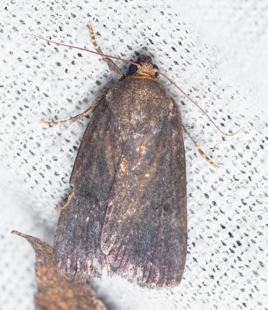Amphipyra livida - zsírfényű bagoly