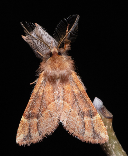 Ptilophora plumigera - tollas púposszövő