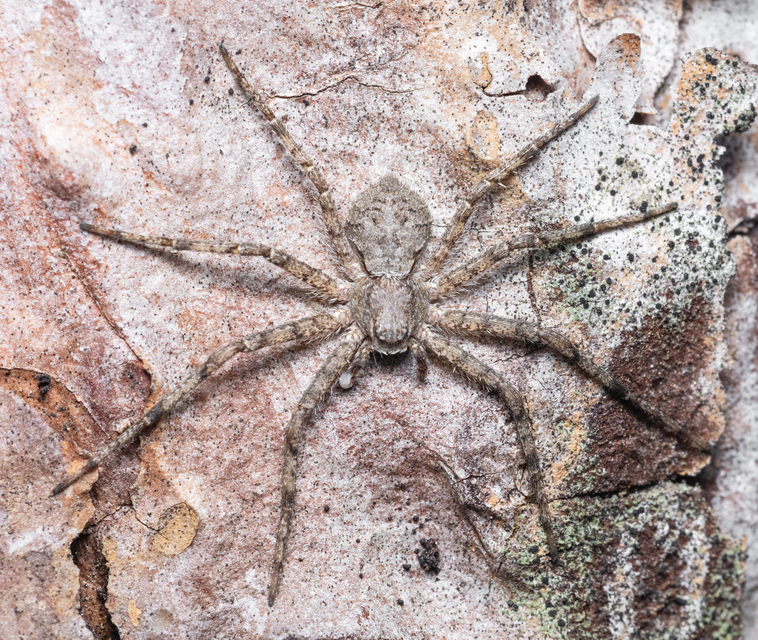 Philodromus poecilus - cifra karolópók
