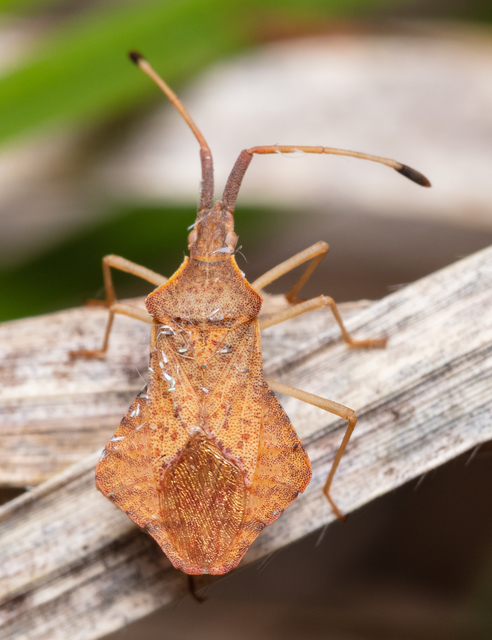 Syromastus rhombeus - vitorlás karimáspoloska