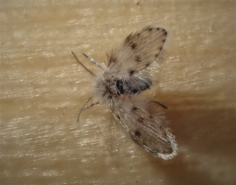 Psychodinae
