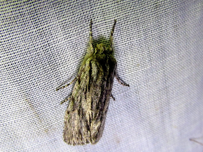 Asteroscopus sphinx - csillagnéző bundásbagoly