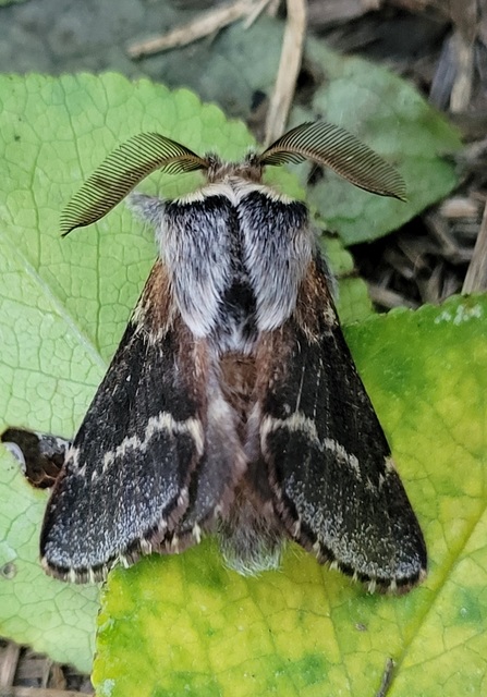 Poecilocampa populi - nyárfaszövő
