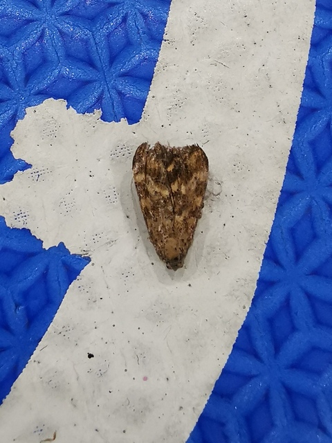 Pyrausta despicata - réti bíbormoly