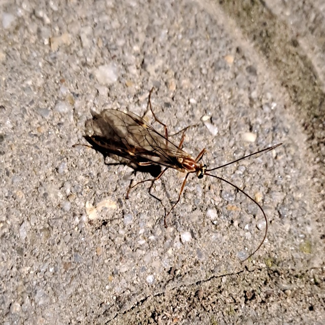 Ophion obscuratus
