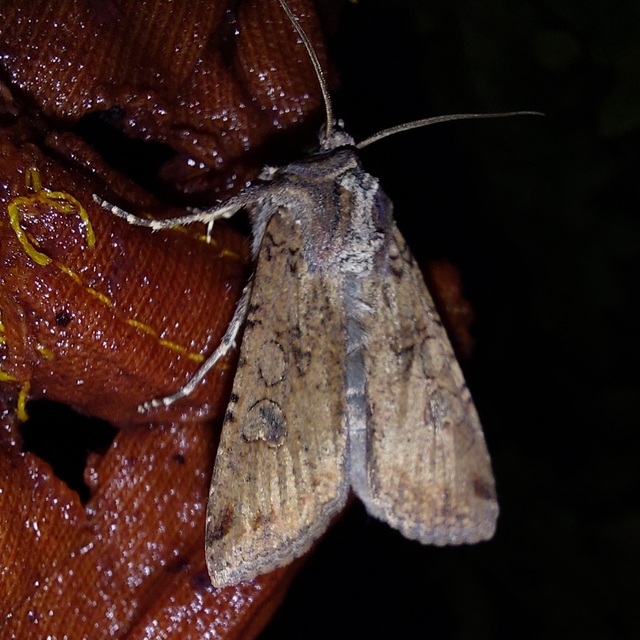 Peridroma saucia - vándor földibagoly