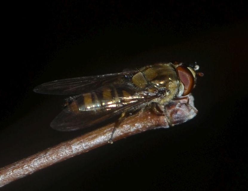 Episyrphus balteatus - ékfoltos zengőlégy