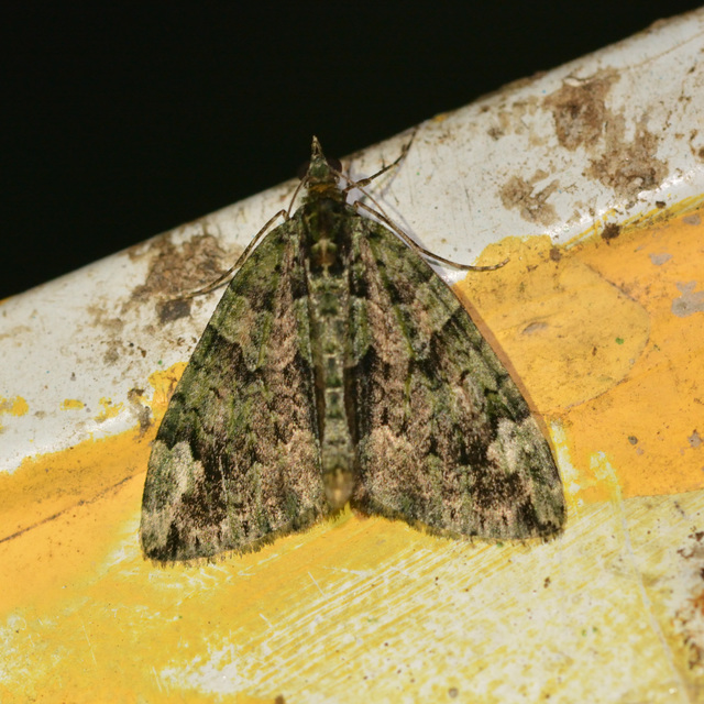 Chloroclysta siterata - salátazöld araszoló