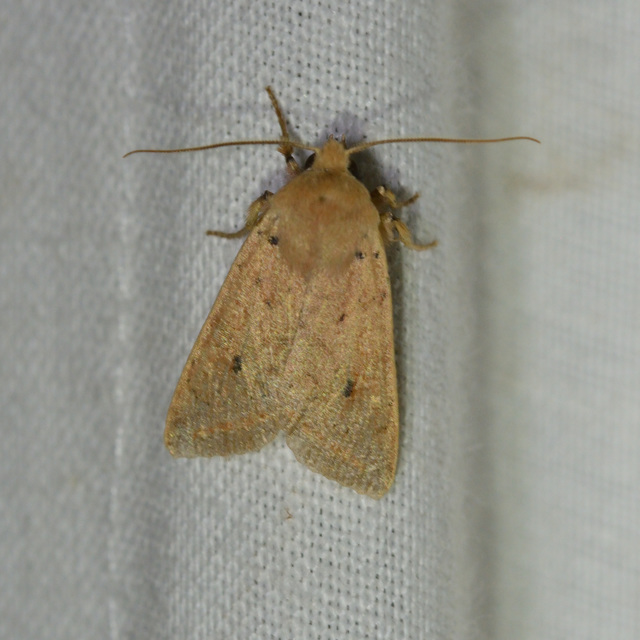 Leptologia macilenta - gyertyán-őszibagoly