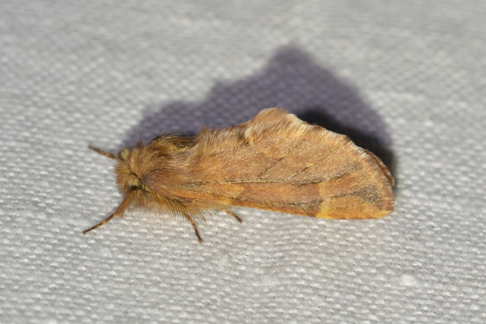 Ptilophora plumigera - tollas púposszövő