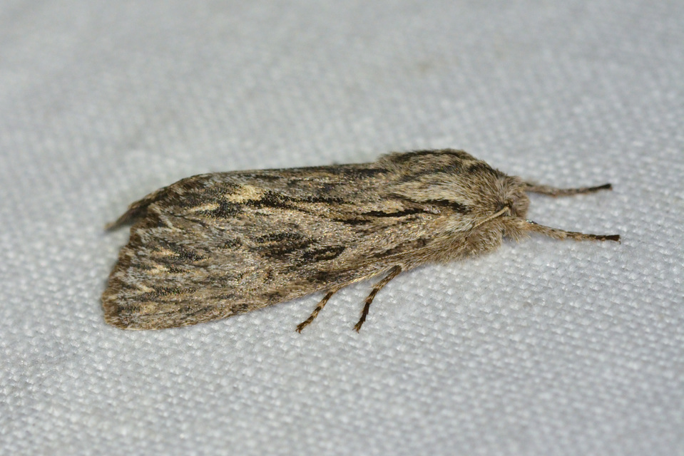 Asteroscopus sphinx - csillagnéző bundásbagoly