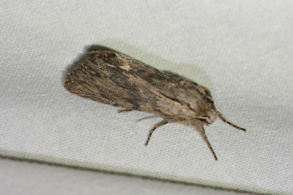 Asteroscopus sphinx - csillagnéző bundásbagoly