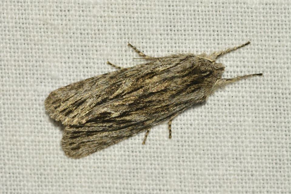 Asteroscopus sphinx - csillagnéző bundásbagoly