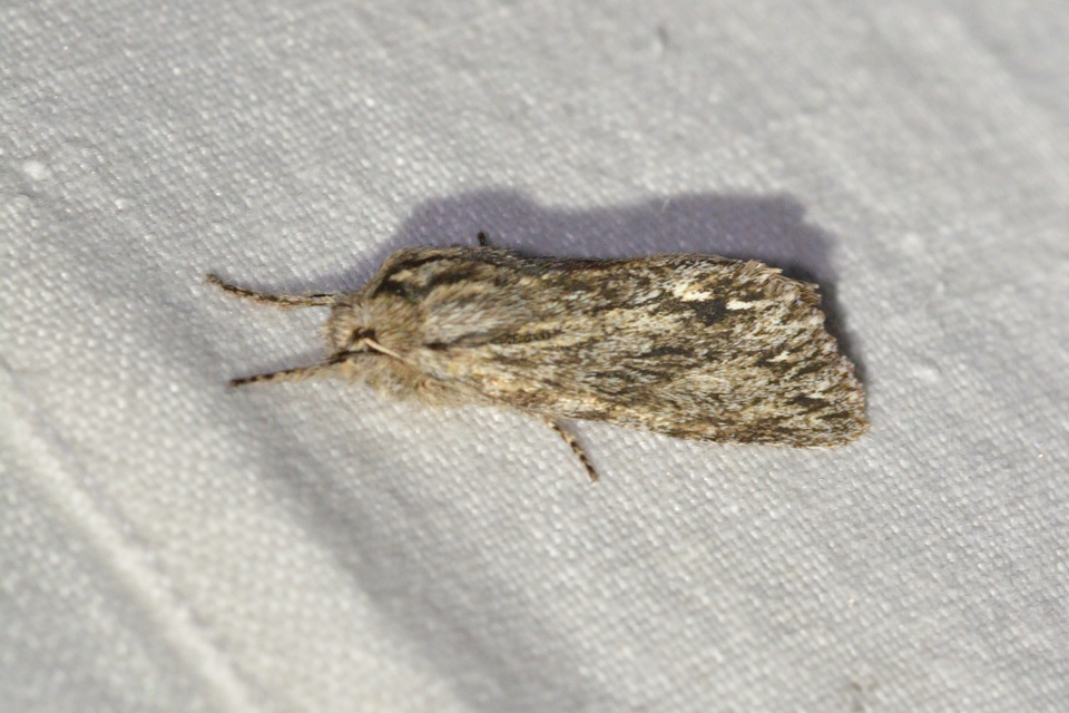 Asteroscopus sphinx - csillagnéző bundásbagoly