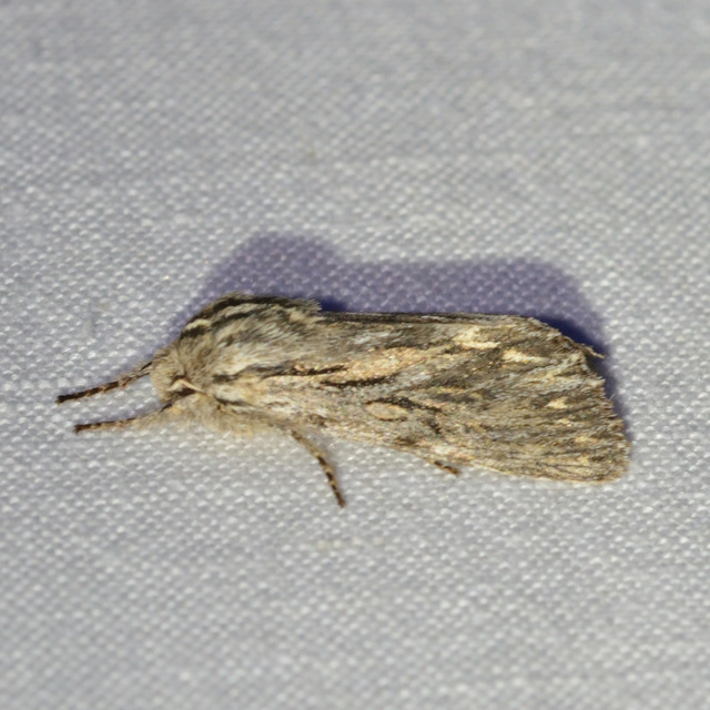Asteroscopus sphinx - csillagnéző bundásbagoly