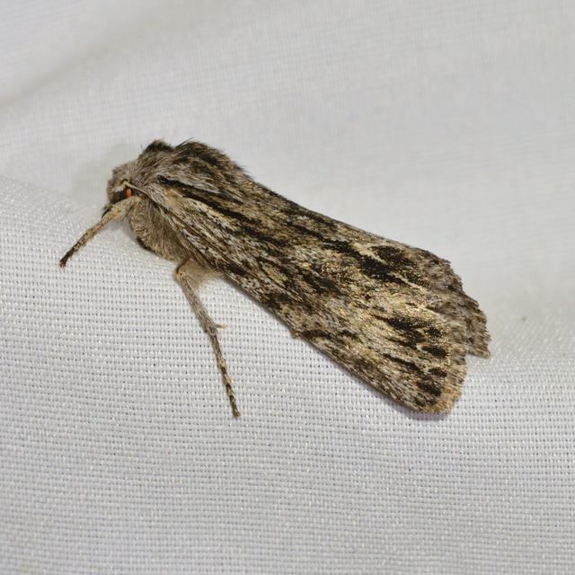 Asteroscopus sphinx - csillagnéző bundásbagoly