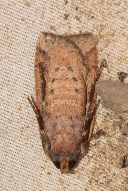 Conistra veronicae - veronika-őszibagoly