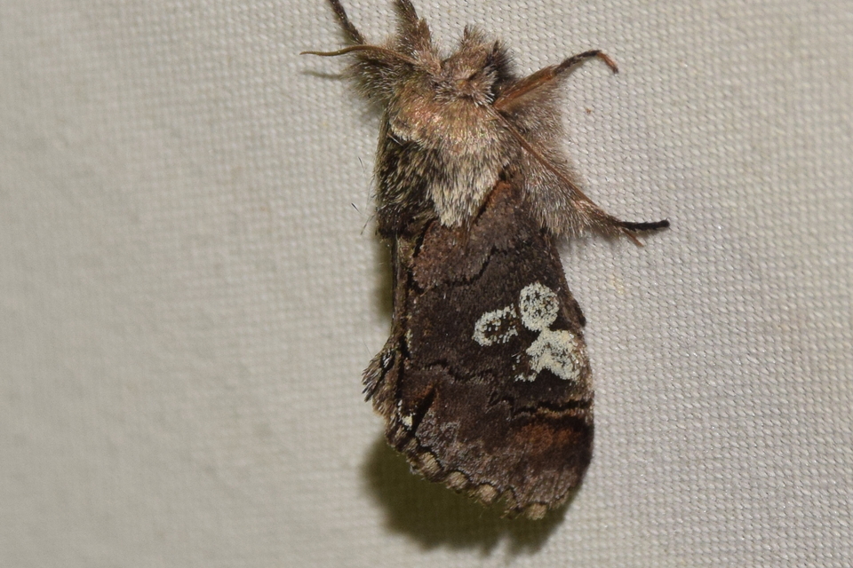 Diloba caeruleocephala - őszi kékesbagoly