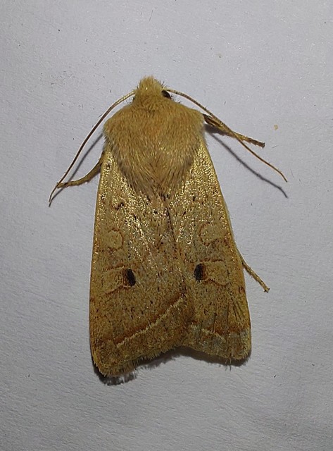 Leptologia macilenta - gyertyán-őszibagoly