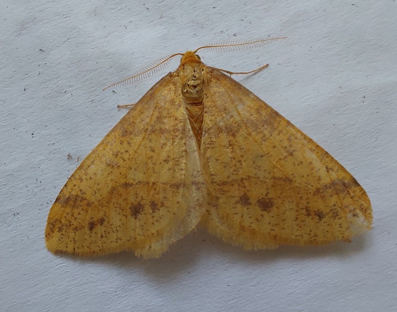 Agriopis aurantiaria - aranysárga téliaraszoló