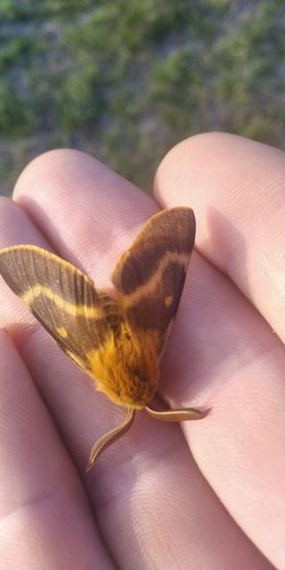 Lemonia dumi - sávos szövő
