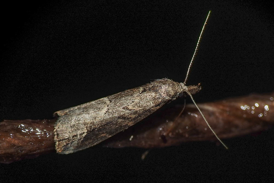 Schrankia costaestrigalis - keskenyszárnyú karcsúbagoly