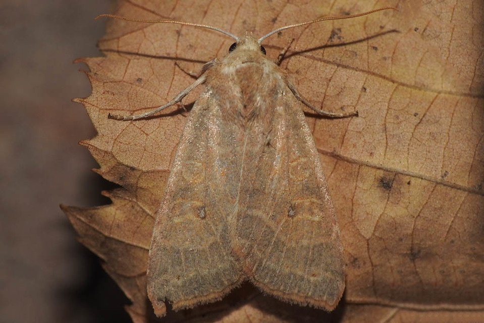 Cirrhia ocellaris - fakó sárgabagoly
