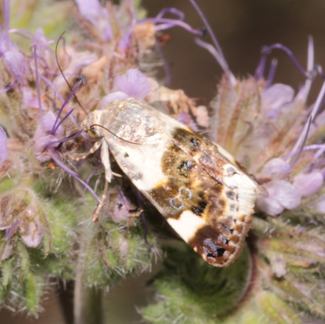 Acontia lucida - fehér nappalibagoly