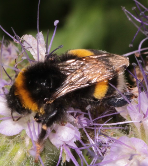 Bombus terrestris/lucorum