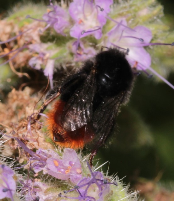 Bombus lapidarius - kövi poszméh