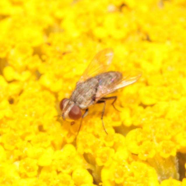 Miltogramminae