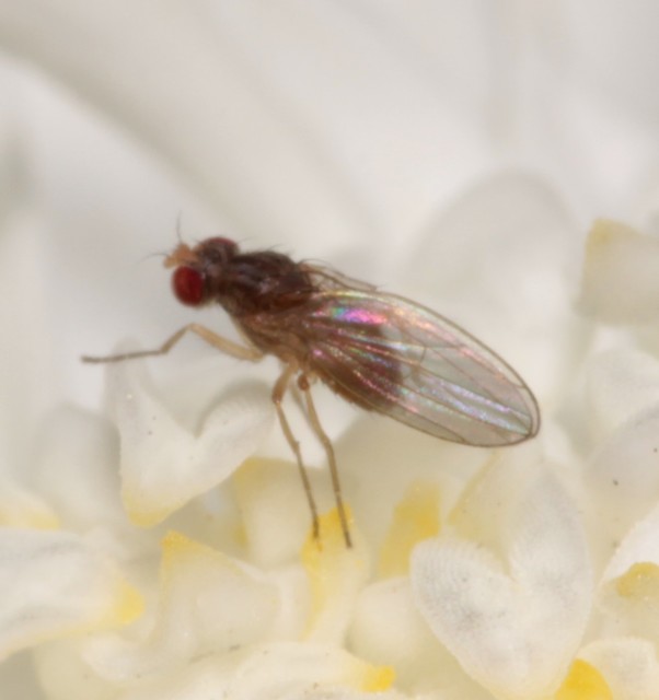 Scaptomyza