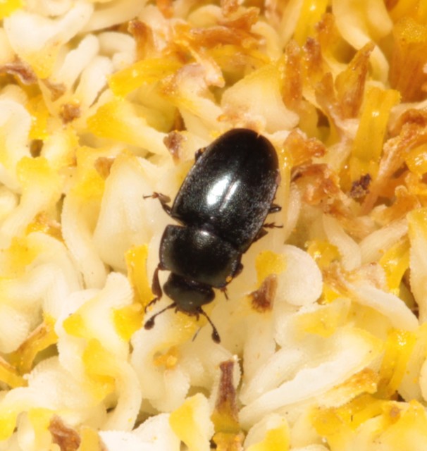 Meligethinae