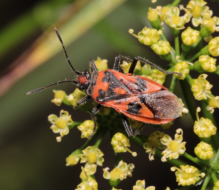 Corizus hyoscyami - piros karimáspoloska