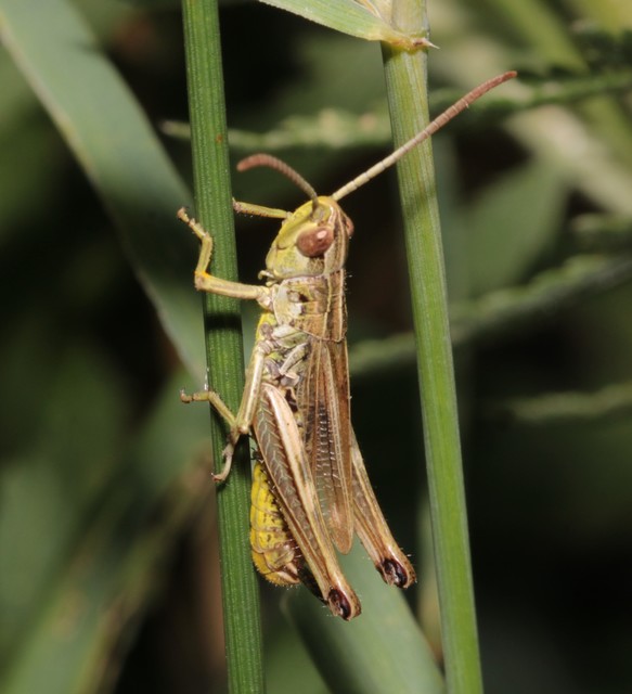 Pseudochorthippus parallelus - közönséges rétisáska